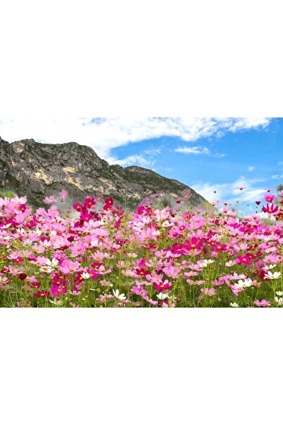 media Tablou canvas Natura52, 75 x 50 cm