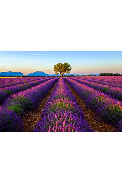 media Tablou canvas Camp lavanda, copac, apus de soare, Provence, 90 x 60 cm