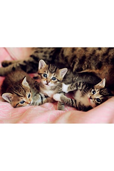 media Tablou canvas Pisici7, 90 x 60 cm