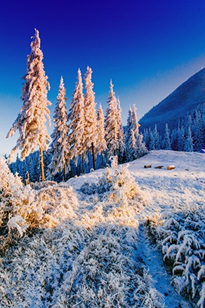 media Tablou canvas Natura136, 70 x 105 cm