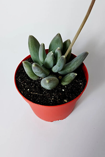 Toptan Kaktüs Pachyphytum Diamond dekoratif etli yapraklı sukulent 8.5 kırmızı saksıda