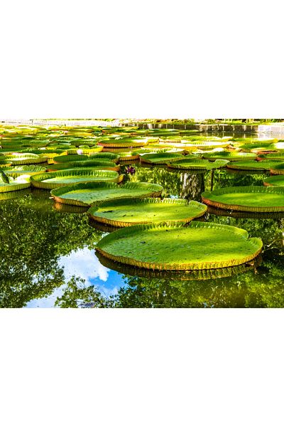 media Fototapet de perete autoadeziv si lavabil Nuferi pe lac, 270 x 200 cm