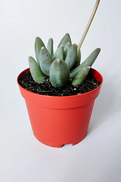 Toptan Kaktüs Pachyphytum Diamond dekoratif etli yapraklı sukulent 8.5 kırmızı saksıda