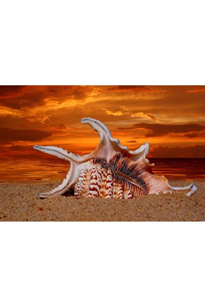 media Tablou canvas Plaja, scoici, amurg, 75 x 50 cm