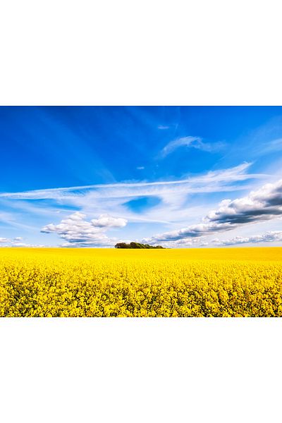 media Canvas painting Forest in rapeseed field, 60 x 40 cm