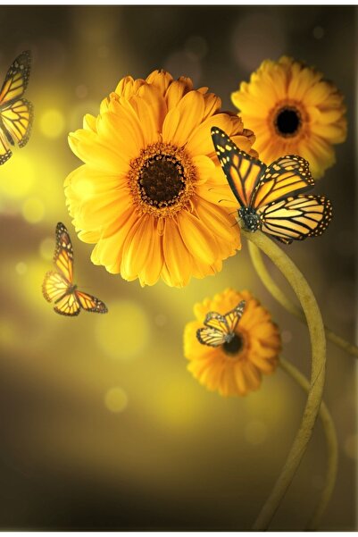 media Tablou canvas Gerbere galbene, buchet, 40 x 60 cm