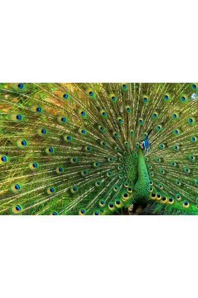 media Tablou canvas Pasari2, 75 x 50 cm