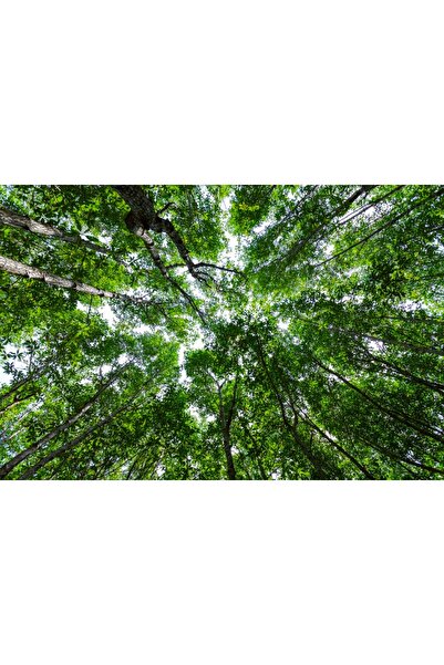 media Tablou canvas Padure4, 105 x 70 cm