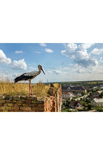 media Tablou canvas Pasari20, 75 x 50 cm