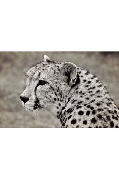 media Cheetah 1 canvas painting, 105 x 70 cm