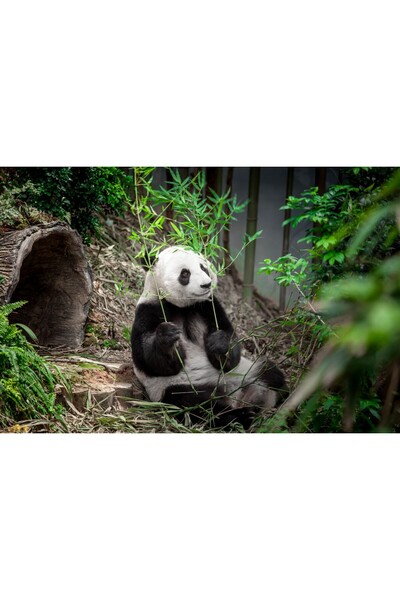 media Tablou canvas Animal17, 45 x 30 cm