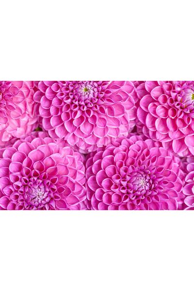 media Fototapet de perete autoadeziv si lavabil Flori76, 250 x 200 cm