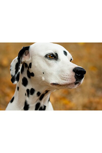 media Tablou canvas Caini11, 90 x 60 cm