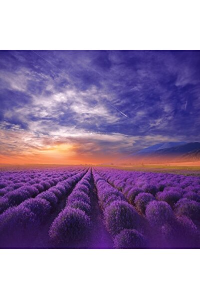 media Tablou canvas Apus de soare, lavanda, vara2, 80 x 80 cm