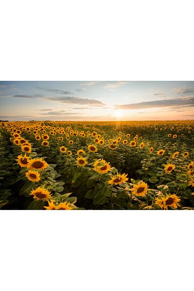 media Self-adhesive and washable wall mural Natura59, 270 x 200 cm