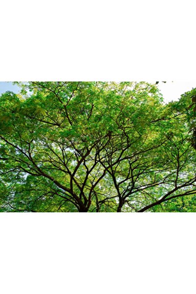 media Tablou canvas Padure3, 75 x 50 cm