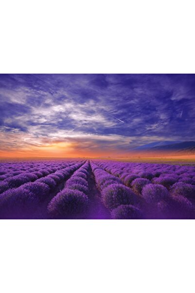 media Tablou canvas Apus de soare, lavanda, vara2, 60 x 40 cm