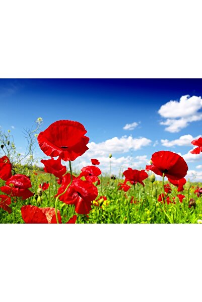 media Tablou canvas Camp de maci rosii, natura, 75 x 50 cm