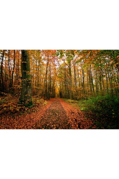 media Tablou canvas Padure53 toamna, 75 x 50 cm