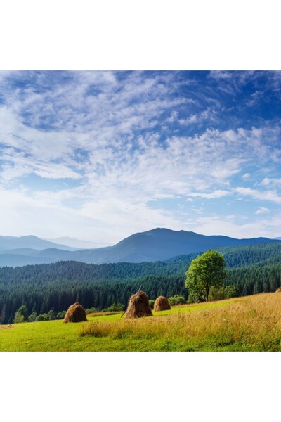 media Wallpaper Natura149, 200 x 255 cm