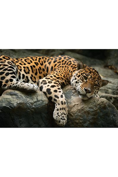 media Fototapet de perete autoadeziv si lavabil Animal49 Jaguar pe o stanca, 270 x 200 cm