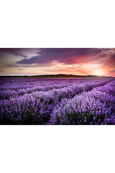 media Fototapet de perete autoadeziv si lavabil Lavanda4, 350 x 250 cm