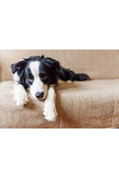 media Tablou canvas Caini9, 75 x 50 cm