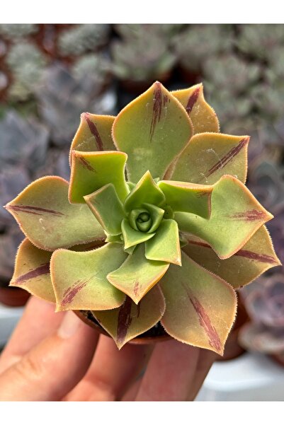 SukuLand Aeonium Leucoblepharum koleksiyonluk özel tür sukulent