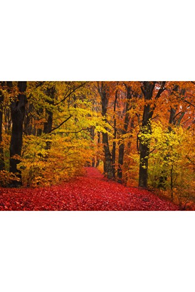 media Tablou canvas Padure toamna, frunze rosii si galbene, 60 x 40 cm