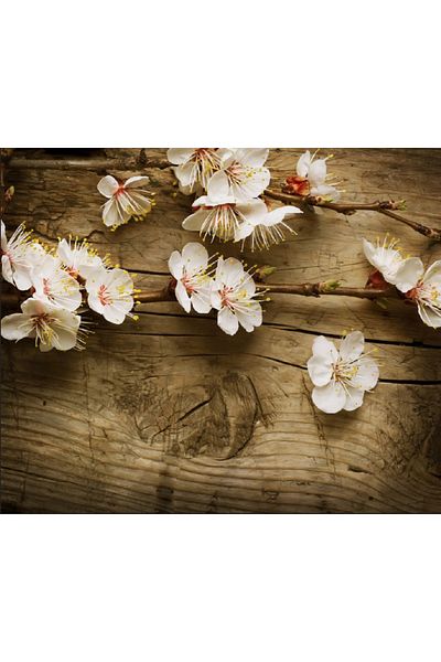 media Canvas painting Cherry blossoms 2, 75 x 50 cm