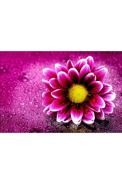 media Canvas painting Daisy with dew, 60 x 40 cm