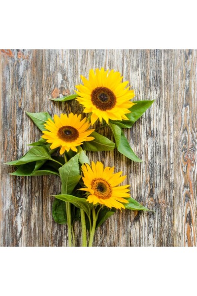 media Tablou canvas Flori102, 75 x 75 cm