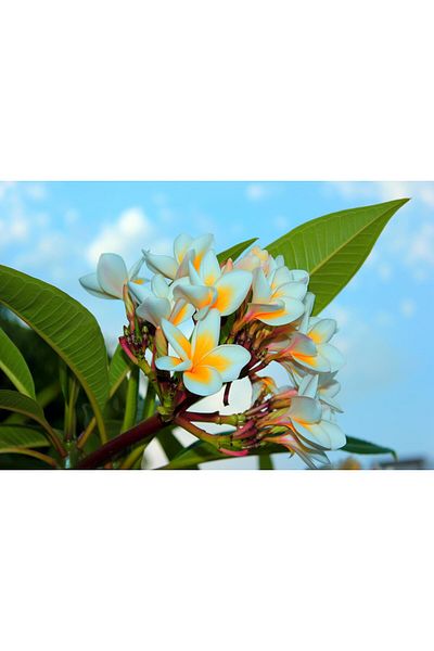 media Canvas painting Plumeria flowers, 75 x 50 cm