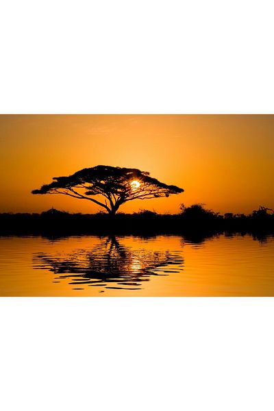 media Canvas painting Tree at sunset, 60 x 40 cm