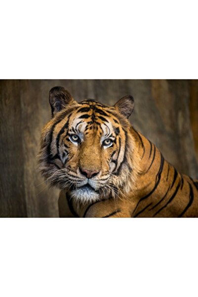 media Tablou canvas Animal14, 45 x 30 cm