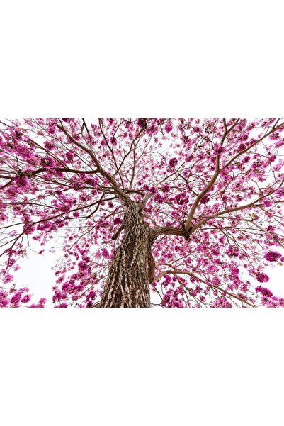 media Tablou canvas Flori44, 75 x 50 cm