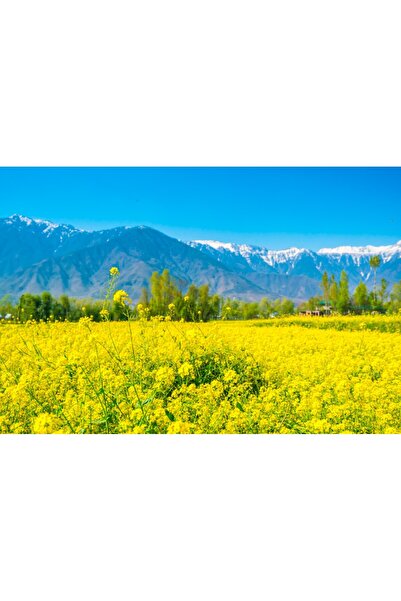 media Tablou canvas Natura172, 90 x 60 cm