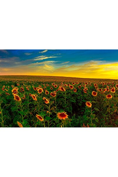 media Tablou canvas Flori 13, 60 x 40 cm