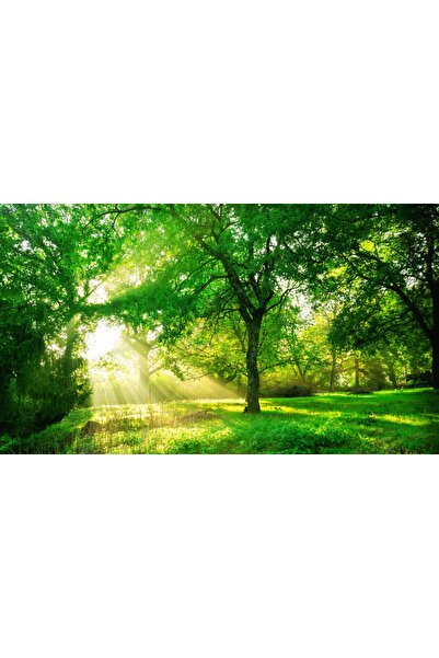 media Tablou canvas Padure65 verde cu soare, 75 x 50 cm