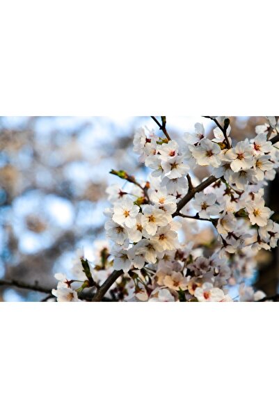 media Tablou canvas Flori85, 90 x 60 cm