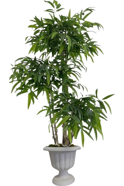 ERHAN FLOWERS ÇİÇEK & DEKORASYON 3 gövdeli bambu ağaç yapay ıslak doku nergiz...