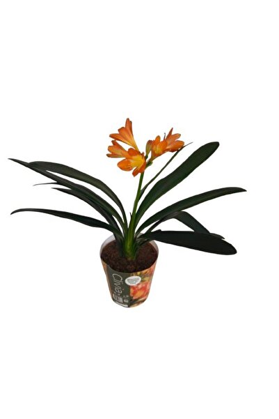 Armen Botanik Clivia Miniata (Klivya Çiçeği) Çiçeksiz