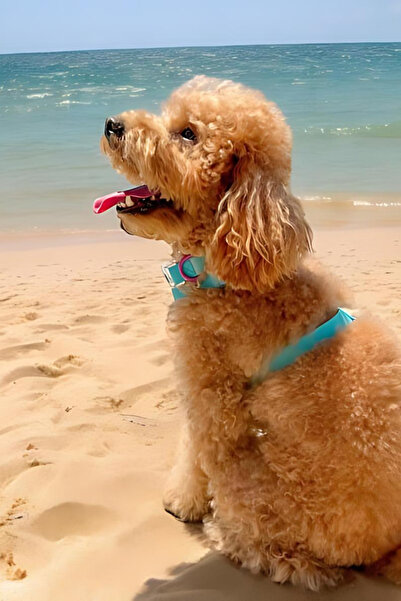 Lolidogs Jelly Collection Köpek Boyun Tasması Berry