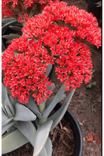 SukuLand Crassula Falcata Pervane bitkisi kırmızı çiçekli özel tür sukulent 5...