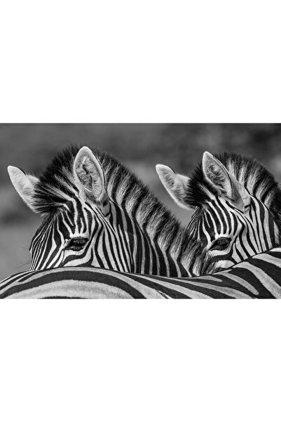 ve Tablou Canvas, Zebre 1197, 80 x 50 cm, Rama lemn, Multicolor