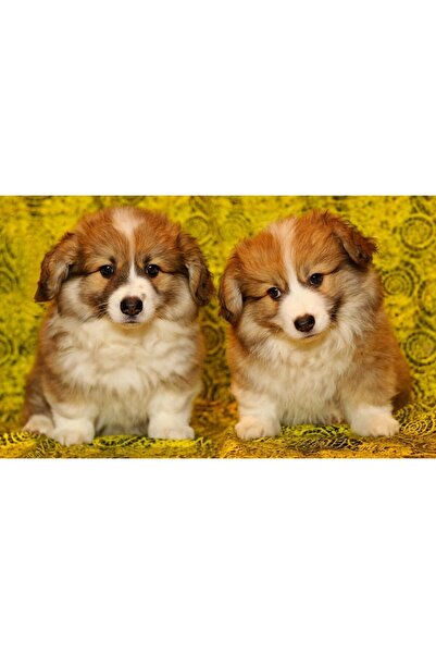 ve Tablou Canvas, Catelusi, 80 x 50 cm, Rama lemn, Multicolor