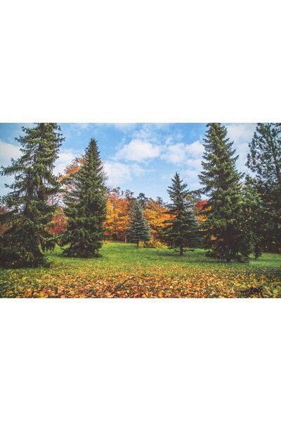 ve Tablou Canvas, Toamna colorata 2, 80 x 50 cm, Rama lemn, Multicolor