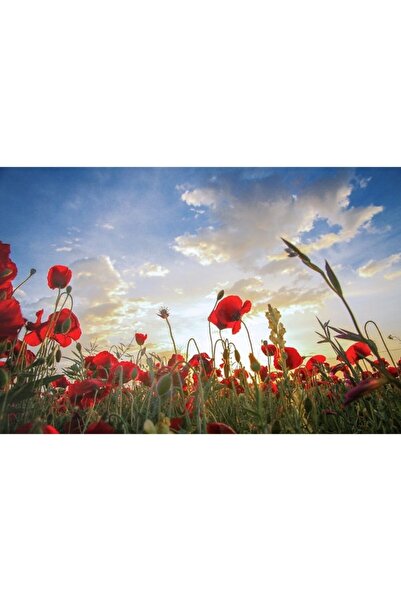 ve Tablou Canvas, Camp de maci, Nori, 80 x 50 cm, Rama lemn, Multicolor