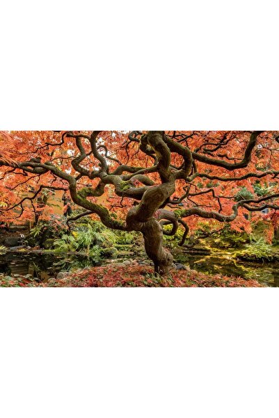 ve Tablou Canvas, Artar toamna 90 x 50 cm, Rama lemn, Multicolor