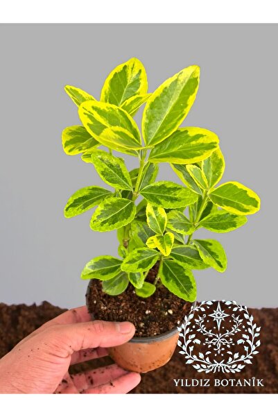 YILDIZ BOTANİK Altuni Gold Taflan Çit Bitkisi Sarı Taflan Fidanı 15-20 CM